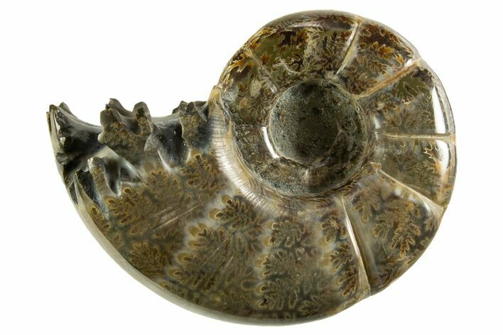 Polished, Chambered Ammonite (Argonauticeras) Fossil - Madagascar #327368